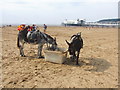 ST3161 : Donkeys on the beach, Weston-Super-Mare by Chris Whippet