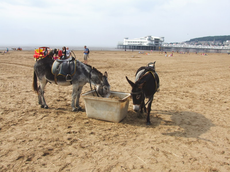 Donkeys On The Beach Weston Super Mare © Chris Whippet Geograph