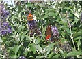 Small tortoiseshell and peacock butterflies at Aldi