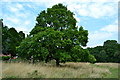 Oak tree at Broad Oak