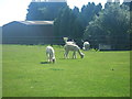 Alpacas at Rickling Hall