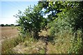 Bridleway to Clements Hall