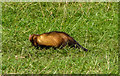 Ferret, Cuffley Steam and Heavy Horse Fair