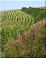 Maize beside Newnham Lane