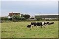 Cows near Laurel Farm