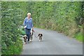 Mid Devon : Country Lane