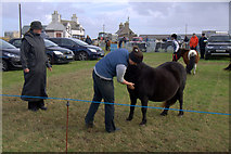 HP6312 : Judging ponies at the Unst Show 2013 by Mike Pennington