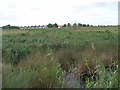 Dartford Freshwater Marshes