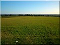 Field off Barnes Lane, Linton