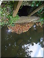  Apples, River Brit