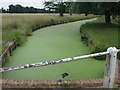 Bartons Cottage Ditch, Bushy Park