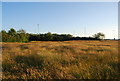 Grassland, Sterte