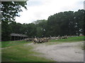 Wood yard at Rickman Hill Farm