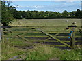 Sheep and pasture near Shenton