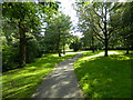 Footpath beside Rowan