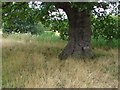 Under the old oak tree