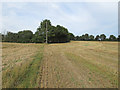 Footpath between arable fields near Minchins Farm, Great Dunmow