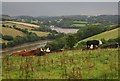 Cattle on Corkscrew Hill