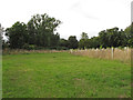 Newly planted trees, near Flitch Way, Great Dunmow