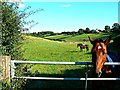 Horses, near Sidelands Farm, Birdlip