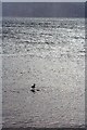 NG9092 : Young Seagull at High Tide by Mick Garratt