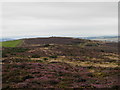 NO4540 : Heather in bloom on Carrothill by Douglas Nelson
