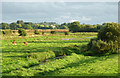 SJ9321 : Radford Meadows near Stafford, Staffordshire by Roger  D Kidd