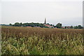 Pea crop ready for harvest