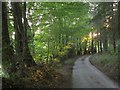 SS6122 : Road through Brightley Wood by Derek Harper