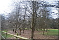 Small plantation by the North Downs Way