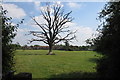 Dead tree on the path into Wootton