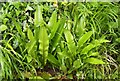 SS8948 : Hart's Tongue Fern by the South-West Coast Path by Steve Daniels