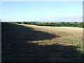 Farmland, Lodge Farm