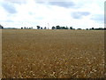 Crop field, Winkburn Park