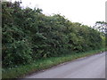 Hedgerow beside Swish Lane