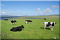 HY2710 : Cows by Howe Farm by Bill Boaden