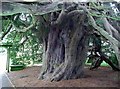 The Doveridge Yew - Trunk