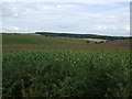 Farmland north of New Mill Lane