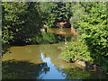 The Pond, Savernake Park