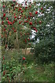 TF1287 : Rowan tree and berries by the path through Linwood Warren by Chris