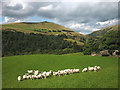 SD6297 : Sheep at Low Wilkinson's in the Lune Gorge by Karl and Ali