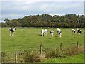 Calves in field near Nether Locharwood Holdings