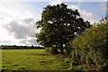 Evening sun on Cheshire farmland