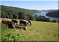 SX8754 : Cattle above the Dart by Derek Harper