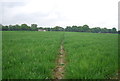 Tandridge Border Path crossing a wheat field