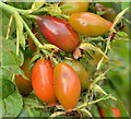 Rosehips, Belfast