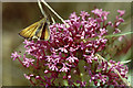 TR3557 : Essex Skipper (Thymelicus lineola) on Red Valerian (Centranthus ruber), Sandwich Bay Bird Observatory by Mike Pennington