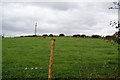 Cows on Masty Bank