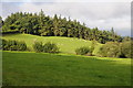 Woodland near Llandegla