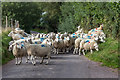 Moving the Sheep, Llanddeusant